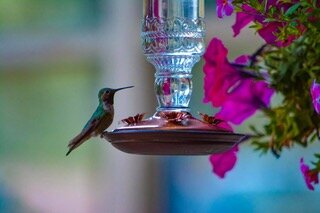 humming bird