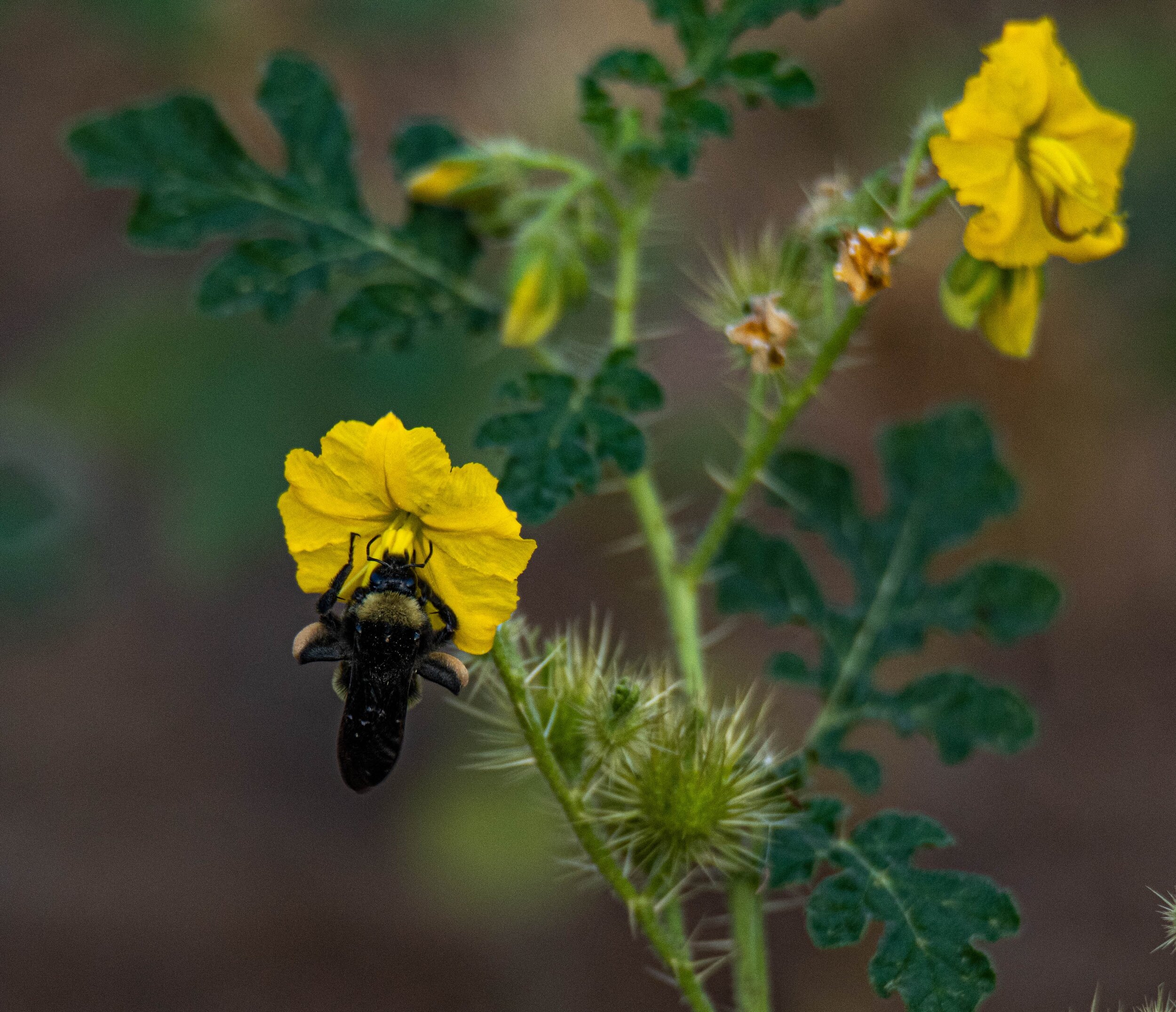 bee on flower in Colorado